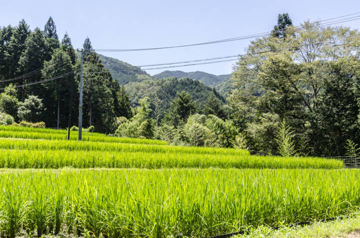 299 - Ruta Nakasendo - Magome-Tsumago - arrozales